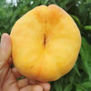 【陕西】黄蟠桃10斤（自然熟，现摘现发） 商品缩略图3