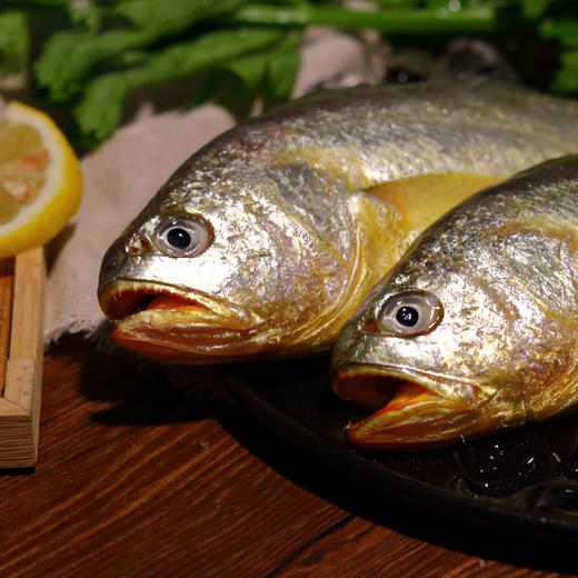 野性生态放养大黄鱼 商品图2