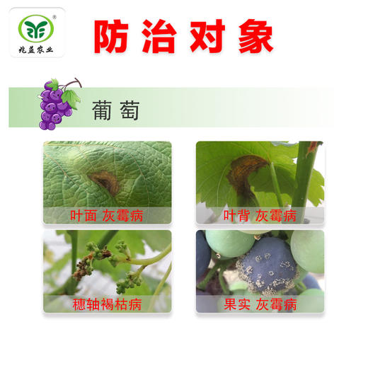 施佳乐嘧霉胺 对葡萄灰霉病、穗轴褐枯病防治效果良好。 商品图1