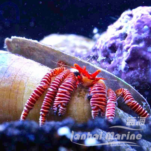 红斑节寄居蟹 商品图1