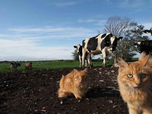 【预订】岩合光昭の世界ネコ歩き 猫咪写真摄影集 商品图3