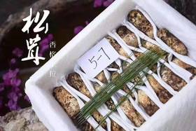 云南香格里拉精品松茸【2斤】菌中之王，口感鲜嫩
