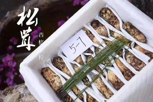 云南香格里拉精品松茸【2斤】菌中之王，口感鲜嫩 商品图0