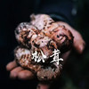 云南香格里拉精品松茸【2斤】菌中之王，口感鲜嫩 商品缩略图3