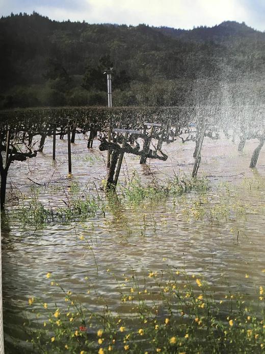 牛津北美红酒指南 16页彩色插图 精装16开 商品图14