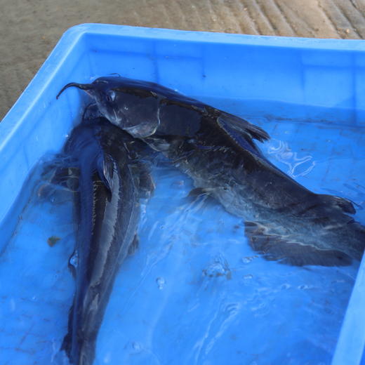 生态鮰鱼块（冷冻，广东省外可下单）  | 绿家自产*Eco- longsnout catfish | Self-production 商品图3