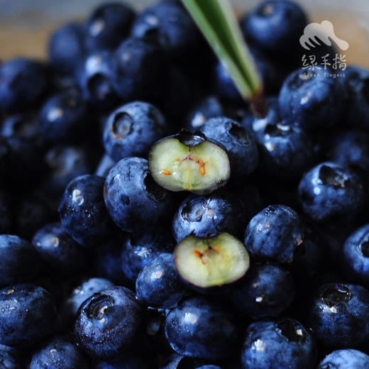 生态干红蓝莓酒 | 合作生产*Eco-dry red blueberry wine | Coproduction 商品图4