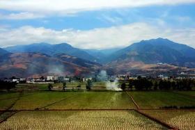  它被誉为“五谷之王”，每天用它泡水喝，“三高”见它绕着走！ 