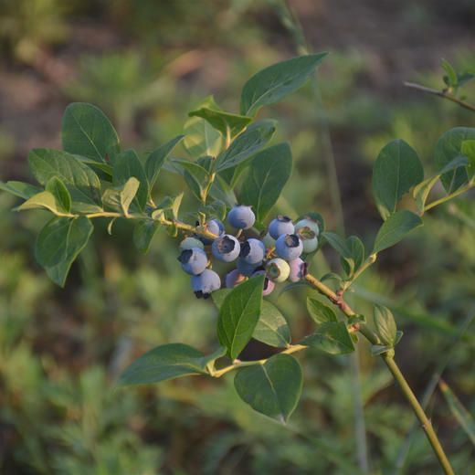 生态干红蓝莓酒 | 合作生产*Eco-dry red blueberry wine | Coproduction 商品图5