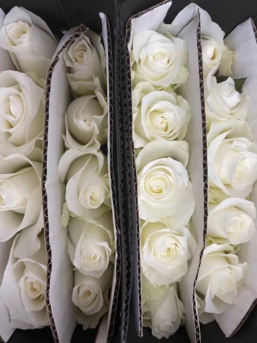 【昆明玫瑰】骄傲  20支/扎  A级 商品图7