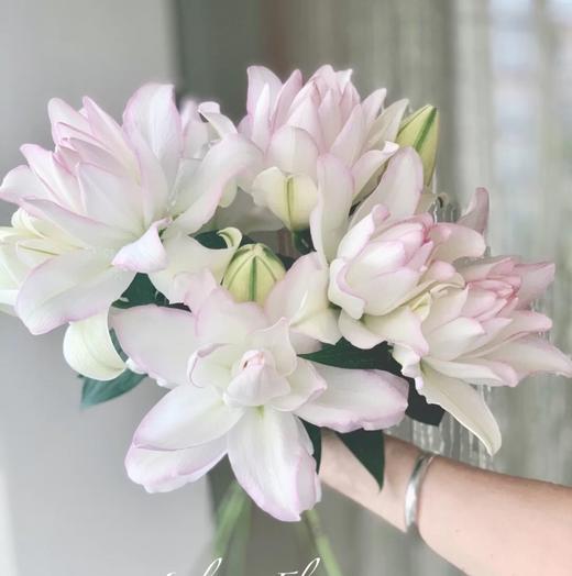 yh重瓣百合冰美人多头5支装