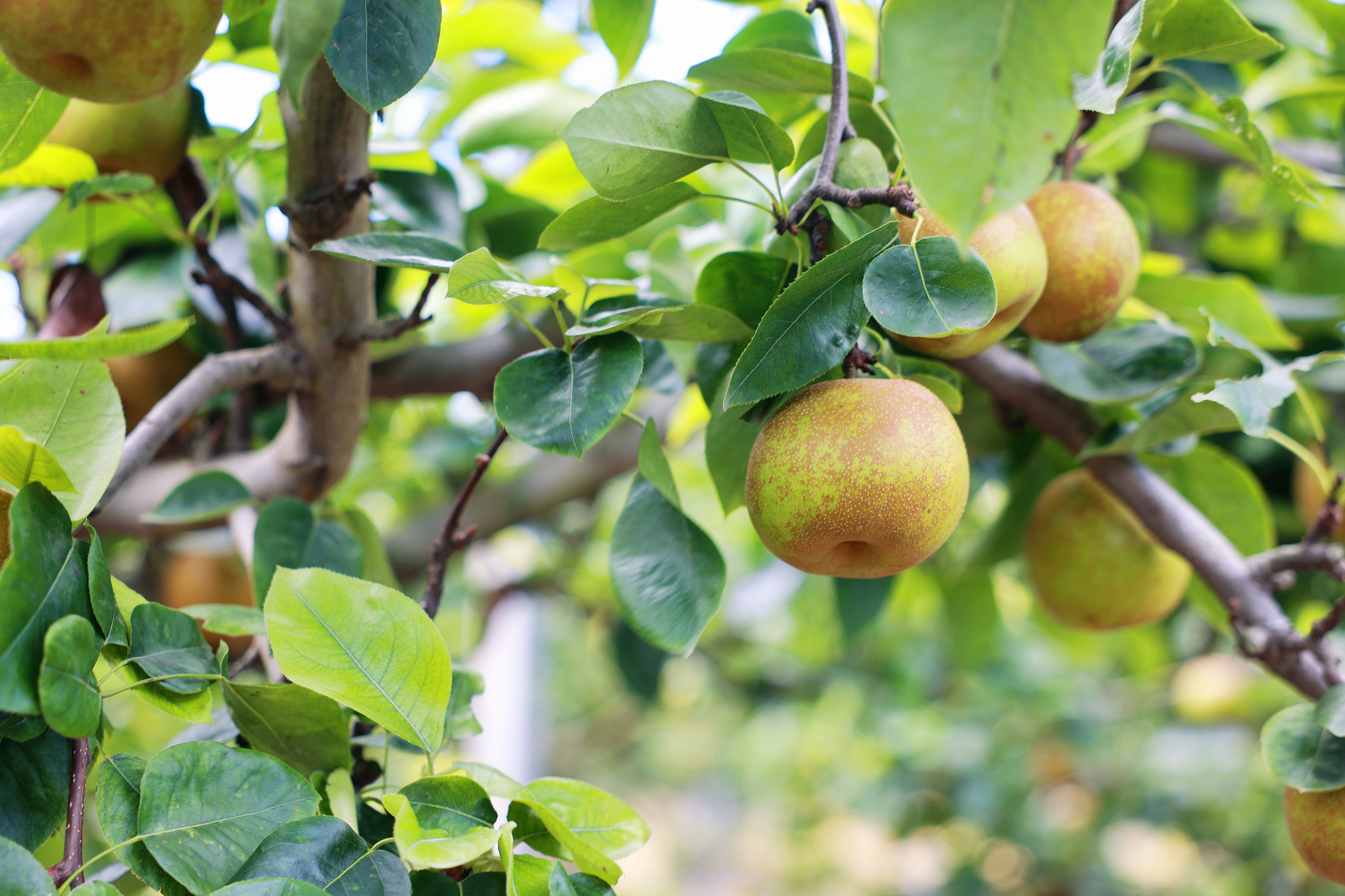 【东滩绿港】东滩翠冠梨(12个约4kg)——预计8月1日左右发货 - 东滩绿