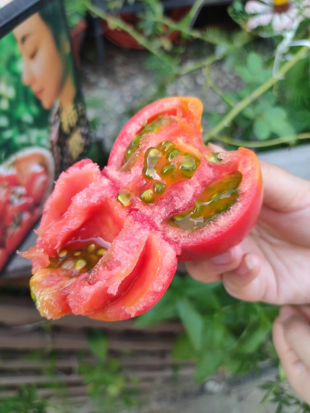 宁夏露天水果西红柿带青肩绿瓤净重约35斤有大小果发顺丰陆运