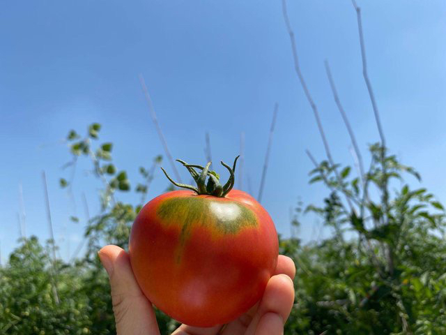 宁夏露天水果西红柿带青肩绿瓤净重约35斤有大小果发顺丰陆运