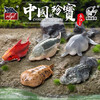 【全部售罄】中国珍宝 第1弹  扬子鳄达氏鲟白鳍豚大鲵胭脂鱼 动物星球官方正版授权 商品缩略图0