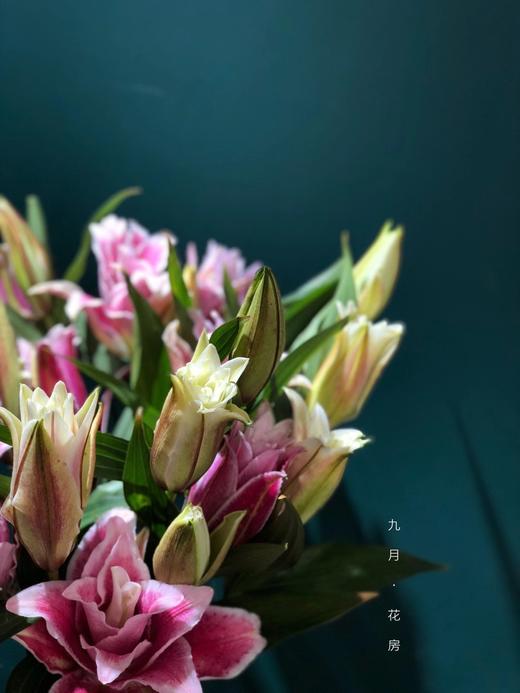 ycpp重瓣百合圆舞曲3头