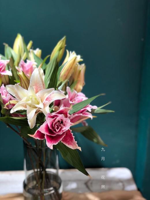 ycpp重瓣百合圆舞曲3头