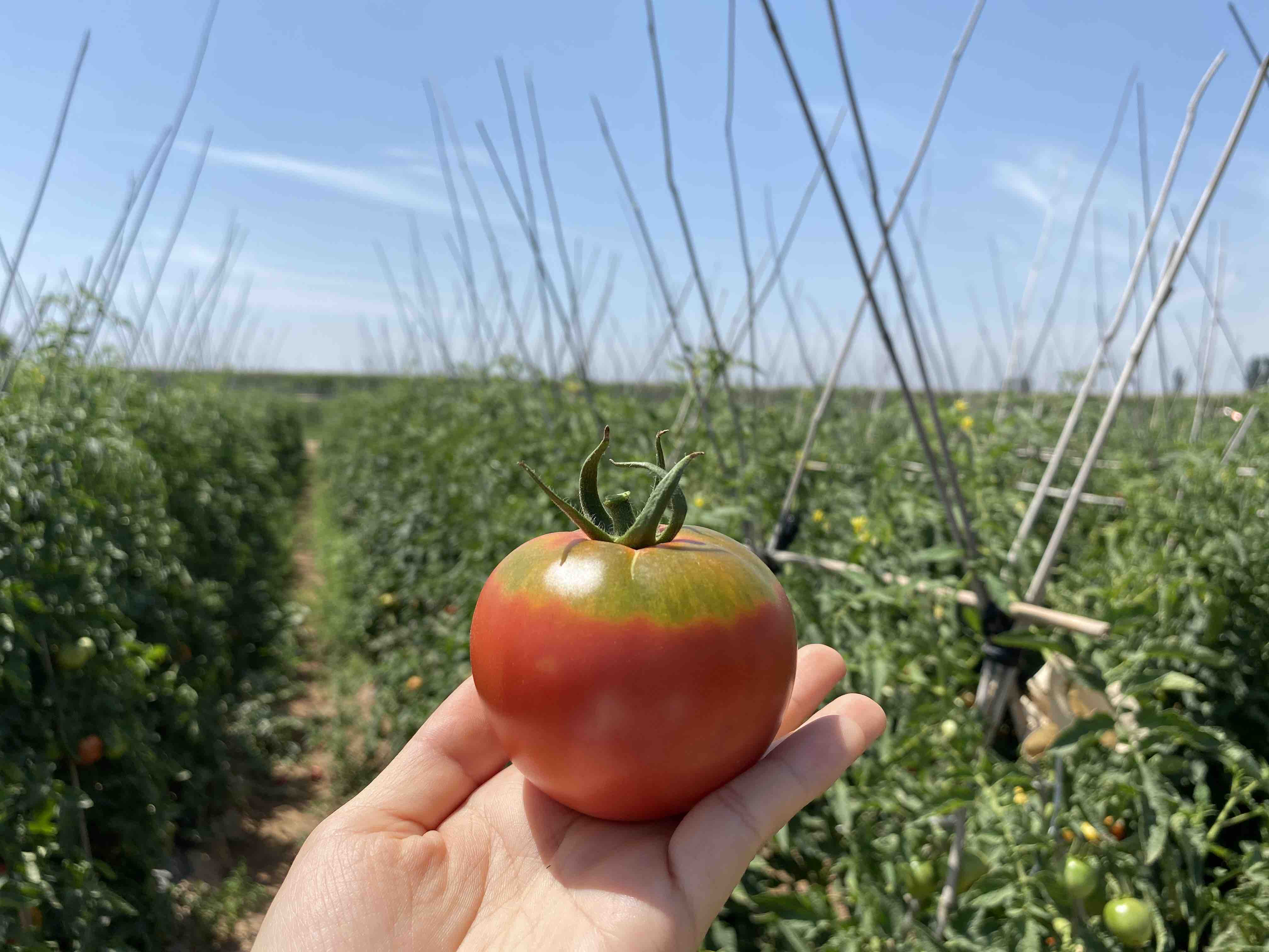 寧夏露天水果西紅柿帶青肩綠瓤淨重約35斤有大小果發順豐陸運