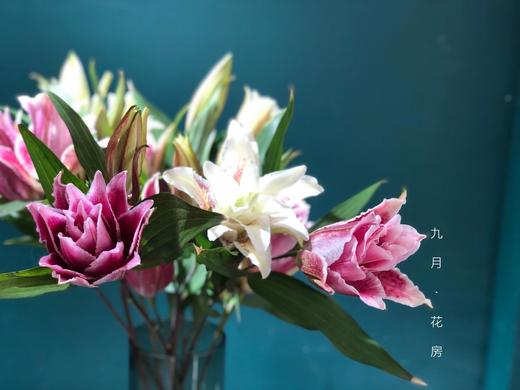 ycpp重瓣百合圆舞曲3头