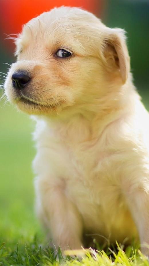 预售商品 商品图0