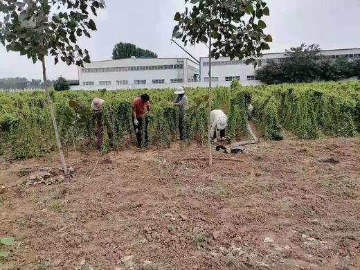 焦作正宗垆土山药，太行山野生种植，392项无农残。5斤/箱（有机标上） 商品图4