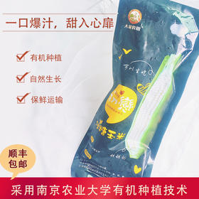 有机种植冰糖玉米