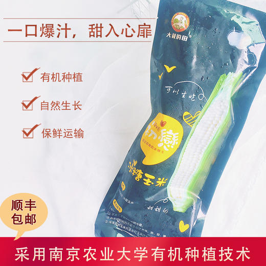 有机种植冰糖玉米 商品图0