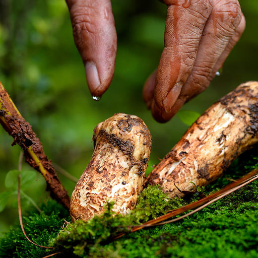 新鲜野生松茸菌 500g 顺丰空运冷链包邮
