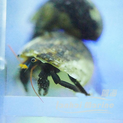 白指寄居蟹 商品图2