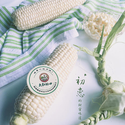 有机种植冰糖玉米 商品图3