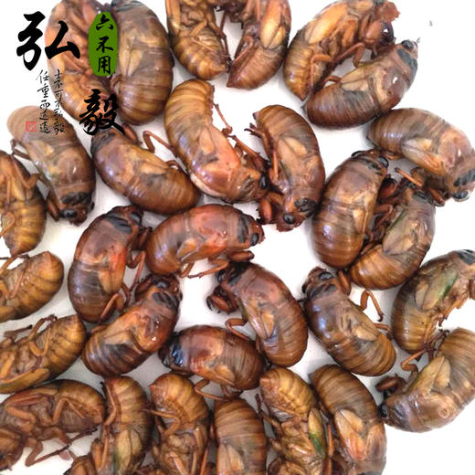 农场自产 金蝉 来自食物森林 23个/份 【弘毅六不用生态农场】 商品图0