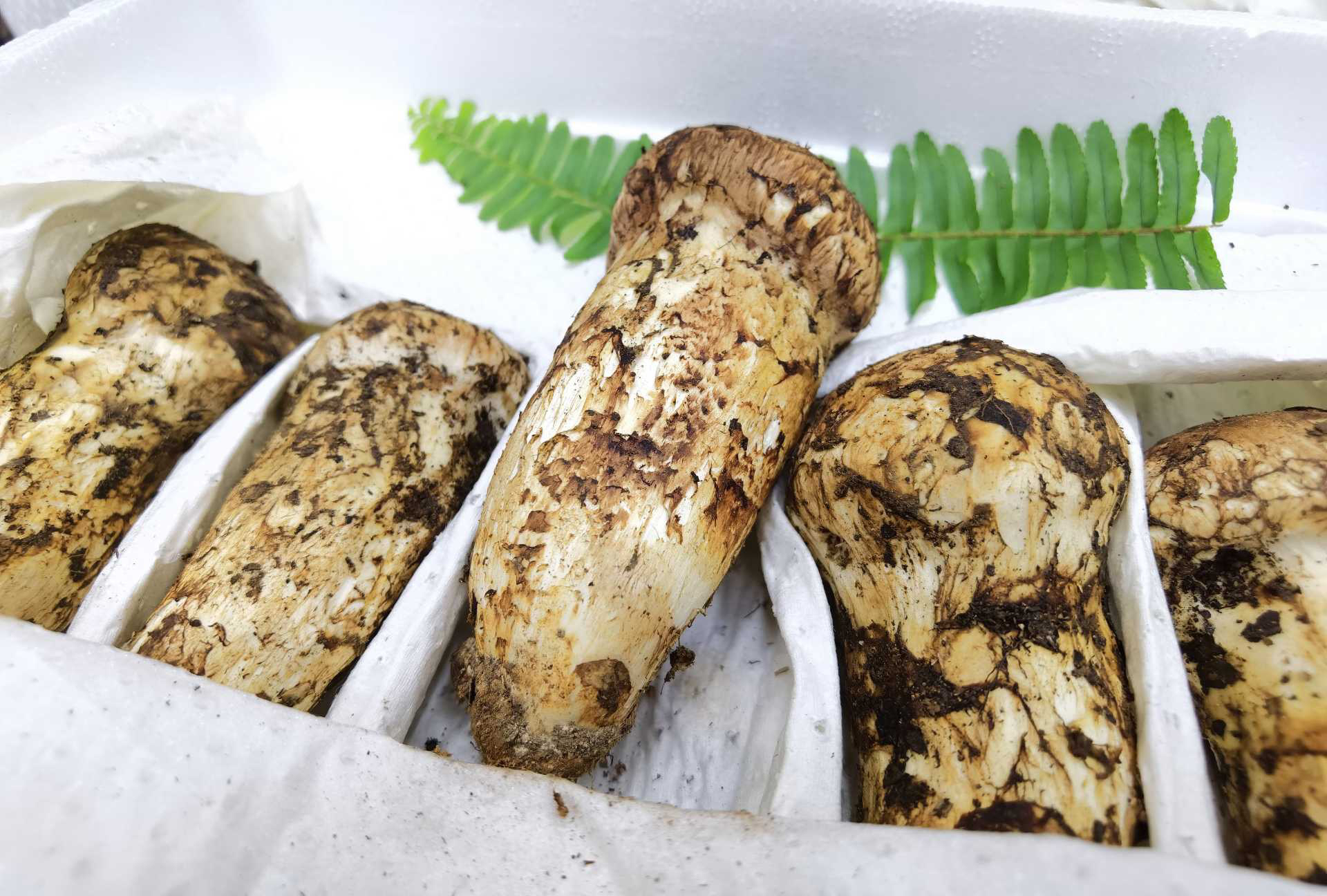 2025松茸💗 家庭优质实惠版