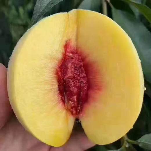 湖南炎陵黄桃5斤/10斤【国家地理标志证明商标产品】 商品图2