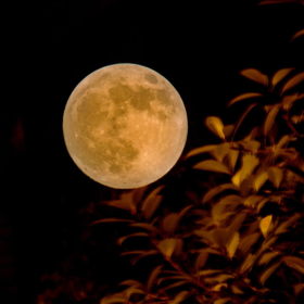 手工专属定制 8个礼盒装 [福利品]