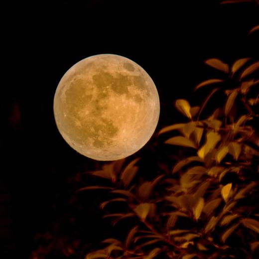 手工专属定制 8个礼盒装 [福利品] 商品图0