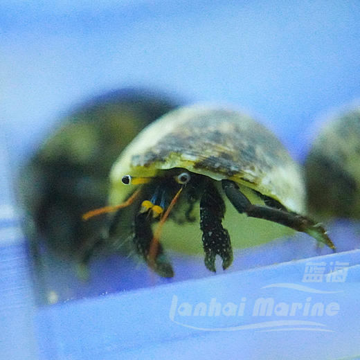 白指寄居蟹 商品图1