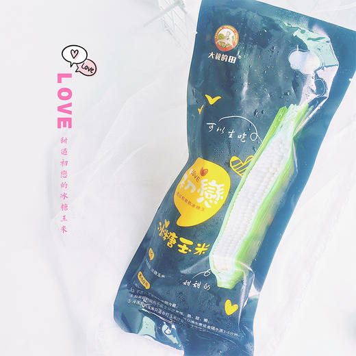 有机种植冰糖玉米 商品图1
