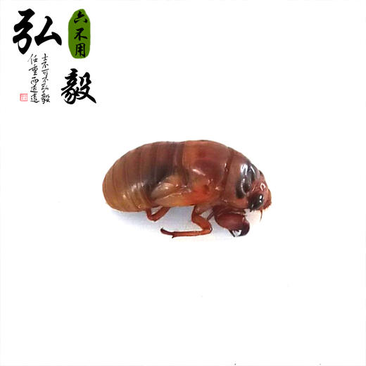 农场自产 金蝉 来自食物森林 23个/份 【弘毅六不用生态农场】 商品图2