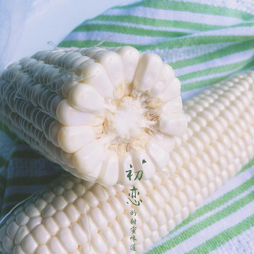 有机种植冰糖玉米 商品图4