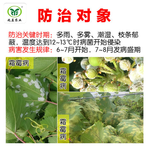 葡萄霜霉病治疗剂。博爽 烯酰吗啉80% 水分散粒剂。 商品图2
