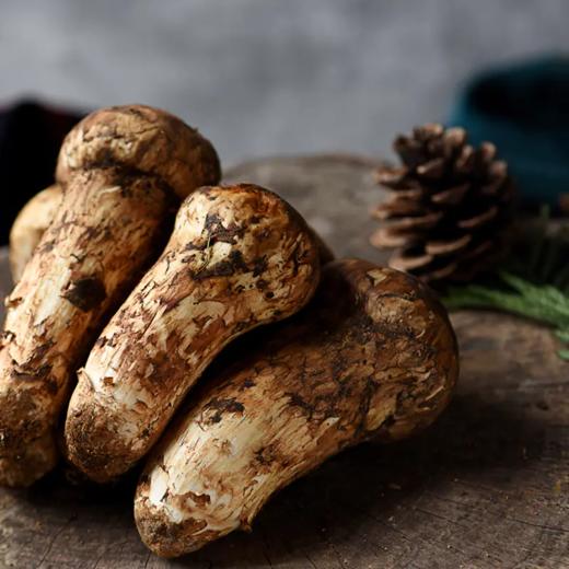 【已下架】48小时发货 四川小金县出口级 新鲜野生松茸菌5-7cm/1000g 顺丰快递[福利品] 商品图1