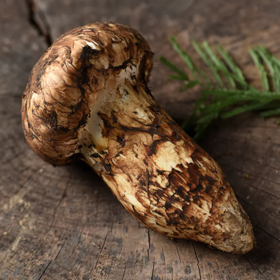 【已下架】48小时发货 四川小金县出口级 新鲜野生松茸菌5-7cm/1000g 顺丰快递[福利品]