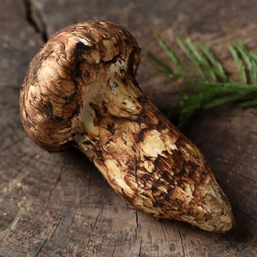【已下架】48小时发货 四川小金县出口级 新鲜野生松茸菌5-7cm/1000g 顺丰快递[福利品] 商品图0