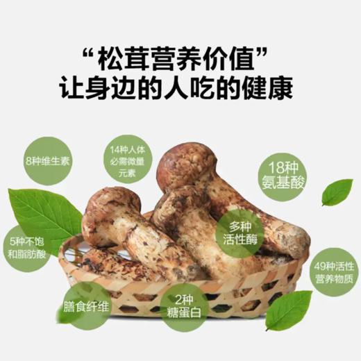 【已下架】48小时发货 四川小金县出口级 新鲜野生松茸菌5-7cm/1000g 顺丰快递[福利品] 商品图3