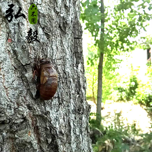 农场自产 金蝉 来自食物森林 23个/份 【弘毅六不用生态农场】 商品图3