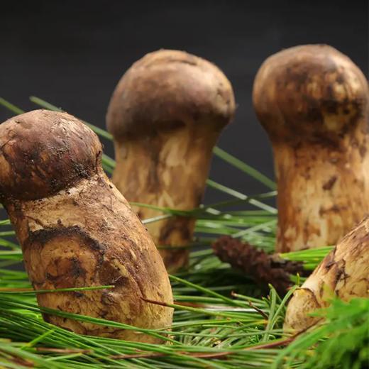 【已下架】48小时发货 四川小金县出口级 新鲜野生松茸菌5-7cm/1000g 顺丰快递[福利品] 商品图2
