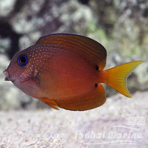 蓝眼食苔吊 商品图1