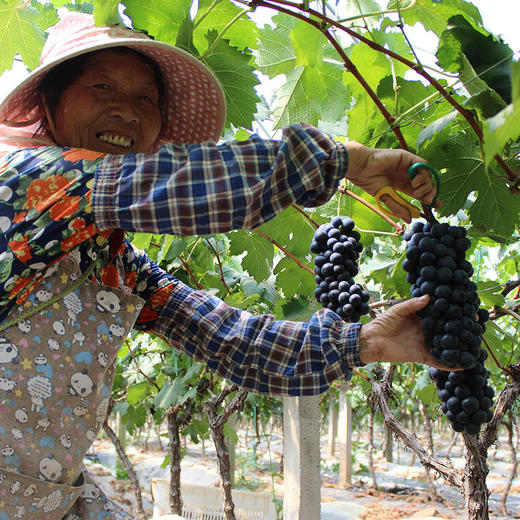 【爆款预售】坏果包赔云南夏黑葡萄孕妇水果现摘现发 商品图1