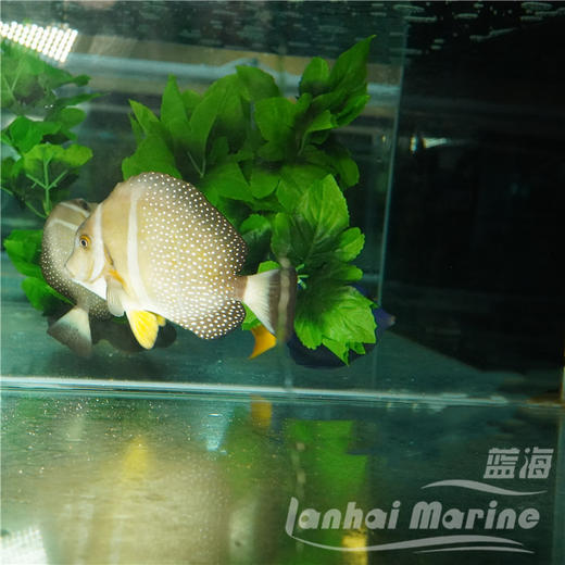 芥辣吊 商品图4