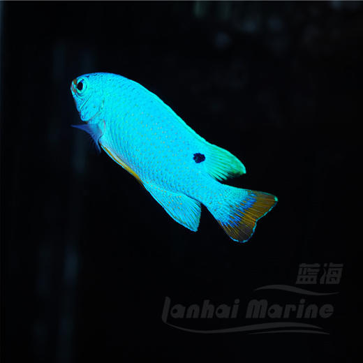 橙尾蓝魔 商品图4